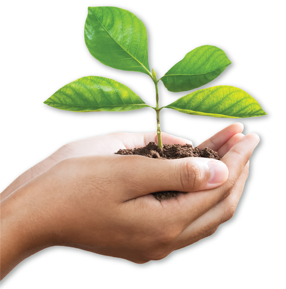 Close-up of a pair of hands holding a small plant growing out of soil